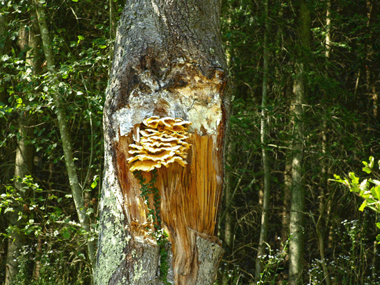 Napoleonsteig 2017